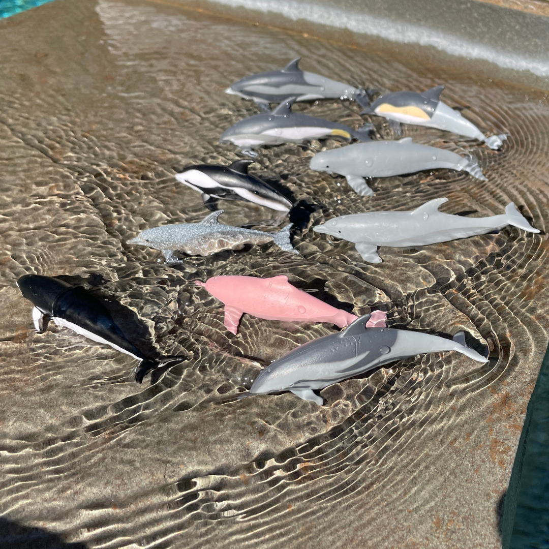 Dolphins TOOB®-4